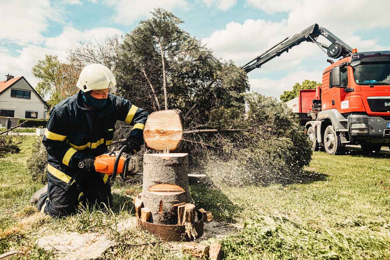 Tree Removal for Businesses in Gambrills, MD